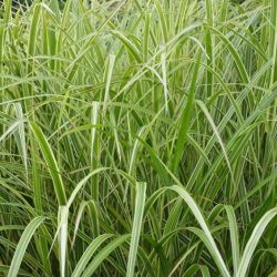 Miscanthus sinensis `Variegatus´
