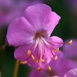 Geranium x cantabrigiense `Cambridge´