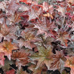 Heuchera `Molly Bush´