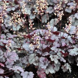 Heuchera `Shanghai´
