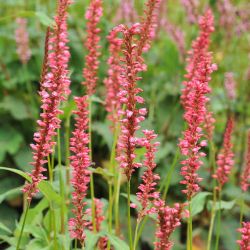 Bistorta amplexicaulis `Orangofield´