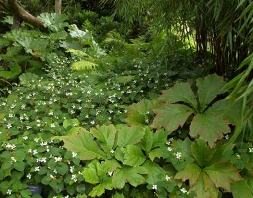 Dschungel-Feeling: Rodgersien und Farne lockern den Teppich aus Eidechsenschwanz (Houttuynia cordata) auf. In der Kombination mit Bambus entsteht eine geheimnisvolle, exotisch anmutende Kulisse.