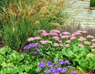 Astern, Gräser und Fetthennen sind ein klassisches Herbsttrio. Im Winter gesellen sich die rötlich verfärbten Blätter der Bergenien zu den dann trockenen Blütenständen.