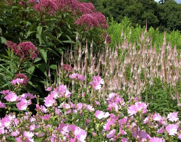 Blütensinfonie: Wasserdost (Eupatorium), Ehrenpreis und Buschmalve (Lavatera) sind alle bekennende Rosafans. Dadurch heben sich ihre Blütenformen umso besser voneinander ab.