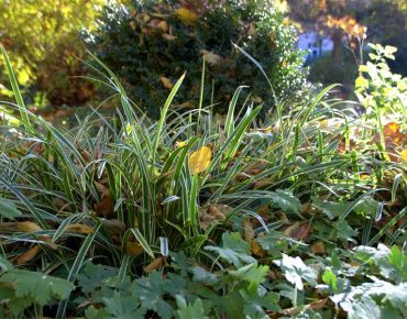 Storchschnabel (Geranium) und Segge (Carex) ergänzen sich in Sachen Blattstruktur hervorragend und nehmen herabfallendes Herbstlaub ganz gelassen.