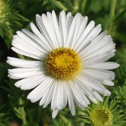 Aster novae-angliae `Herbstschnee´