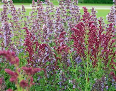 Salvia nemorosa 'Schwellenburg' betont als Partner von Nepeta die rötliche Ausstrahlung der Katzenminze.
