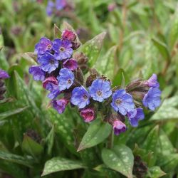  Pulmonaria saccharata `Lewis Palmer´