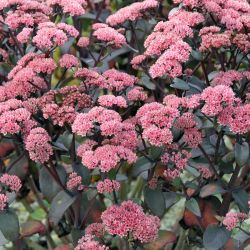 Sedum telephium `Karfunkelstein´