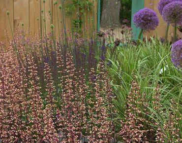 Quirlig: Blühende Purpurglöckchen tanzen Ringelreihen um eine ruhende Insel aus gestreiften Seggen (Carex) und dem imposanten Zierlauch 'Ambassador'.