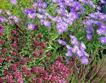 Violett blühende Astern beleben herbstliche Arrangements durch kühlere Farbakzente.
