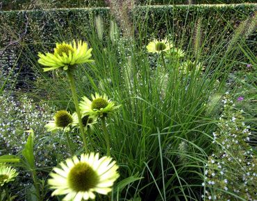 Feuerwerk: Vor der dunklen Buchshecke sprühen Sterne, Sternchen und Raketen aus gelbgrünem Scheinsonnenhut (Echinacea), Bergminze und Lampenputzergras (Pennisetum).
