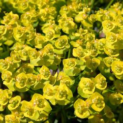 Euphorbia cyparissias `Fens Ruby´