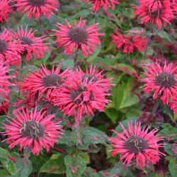 Monarda ´Mon0001BHA` (S) BEE HAPPY