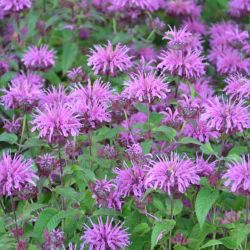 Monarda `Blaukranz´