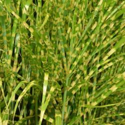 Miscanthus sinensis `Gold Breeze´