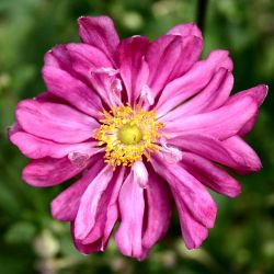 Anemone `Prinz Heinrich´