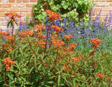 Leuchtfeuer: Temperamentvoll lodert die Himalaya-Wolfsmilch (Euphorbia griffithii) vor violettblauer Katzenminze (Nepeta) empor. Das Rotorange ihrer Hochblätter und Stiele spiegelt sich effektvoll in der schützenden Backsteinmauer wider.