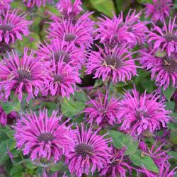 Monarda ´Mon0012BFR` (S) BEE FREE
