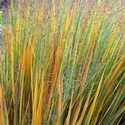 Panicum virgatum `Northwind´