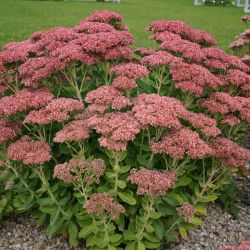  Sedum `Herbstfreude´