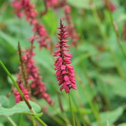 Bistorta amplexicaulis `Taurus´