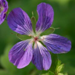 Geranium wlassovianum