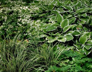 Schattenfreunde: Mit Grün-Weiß-Kontrasten spielt diese Kombination aus Sterndolden (Astrantia), weißrandigen Funkien (Hosta) und Japan-Seggen (Carex morrowii ‚Aureovariegata‘). Frischgrüner Storchschnabel (Geranium) bringt Ruhe in die quirlige Gestaltung.