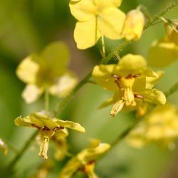 Epimedium pinnatum subsp. colchicum