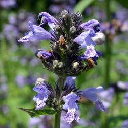 Nepeta manchuriensis `Manchu Blue´