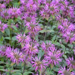 Monarda `Huckleberry´