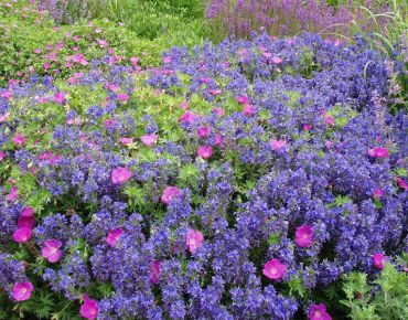 'Knallblau' ist der Name dieses wundervollen Ehrenpreises, quietschvergnügt ist der Zustand des zugehörigen Gärtners. Der Vielblüher adelt jede Staudenrabatte – hier erhält gerade ein magentafarbener Storchschnabel den Ritterschlag.