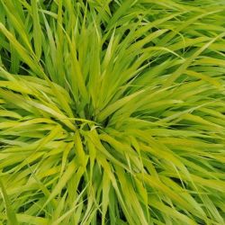 Hakonechloa `All Gold´