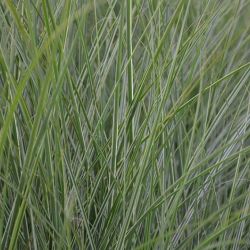 Miscanthus sinensis `Morning Light´