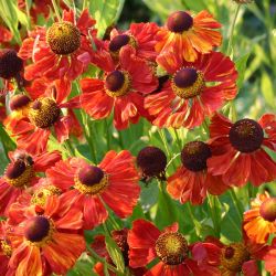Helenium `Baudirektor Linne´