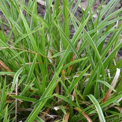 Carex morrowii `Variegata´