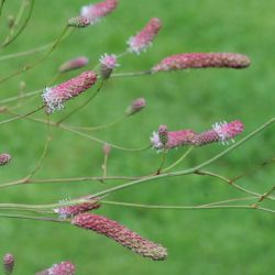 Sanguisorba `Pink Tanna´