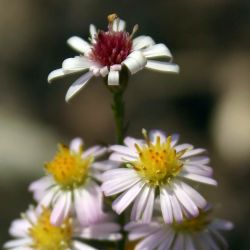 Aster ericoides `Pink Cloud´