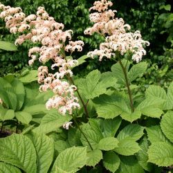 Rodgersia `White Feathers´