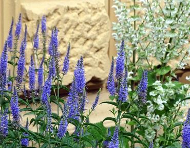 Himmel und Meer: Im Hintergrund türmen sich die weißen Blüten des Muskateller-Salbeis (Salvia sclarea), vorne reckt der Ehrenpreis seine tiefblauen Blütenlanzen empor.