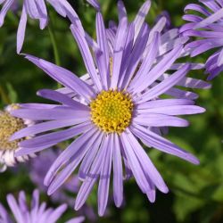 Aster frikartii x `Wunder von Stäfa´