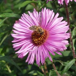 Aster novae-angliae `Barr's Pink´