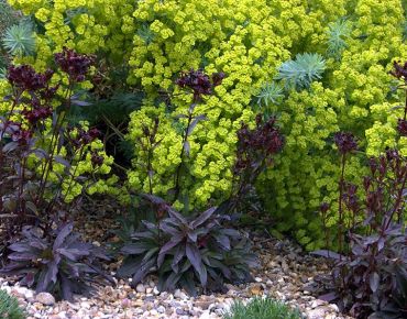 Leuchtendes Gelbgrün, kühles Stahlblau und pulsierendes Schwarzviolett: Wolfsmilch und Bart-Nelken (Dianthus barbatus) sind eine ebenso ungewöhnliche wie beeindruckende Kombination für sonnige Plätze.