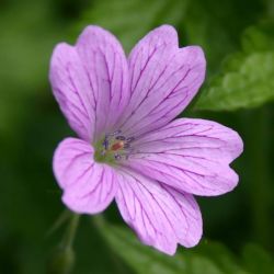Geranium oxonianum x `Lady Moore´