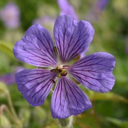 Geranium `Terre Franche´