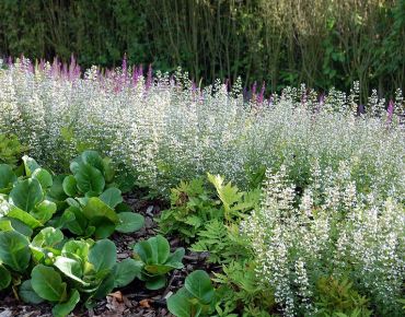 Die klaren Konturen von Bergenien im Vorder- und Ehrenpreis (Veronica) im Hintergrund erden das flirrende Band aus Bergminze.