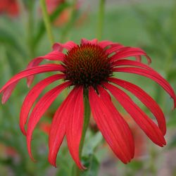 Echinacea `Tomato Soup´