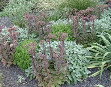 Formal genial: Obwohl nicht immergrün sind Hohe Fetthennen rund ums Jahr attraktiv und wertvolle Strukturgeber – für naturnahe Gärten ebenso wie rhythmisch in Szene gesetzt in modernen Gestaltungen.