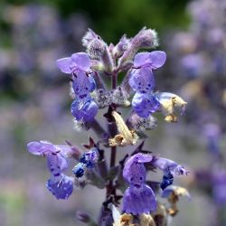 Nepeta `Six Hills Giant´