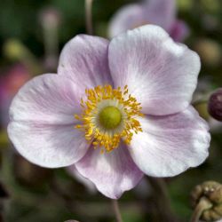 Anemone `Ouvertüre´